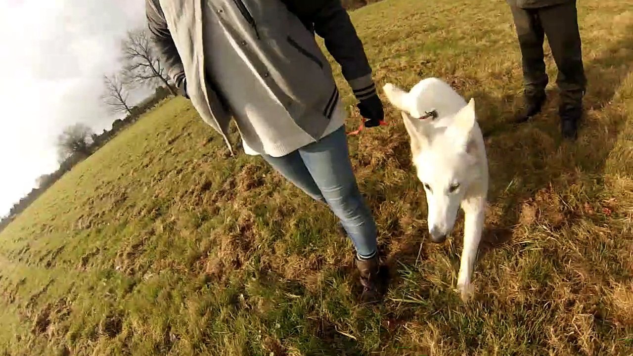 berger blanc suisse en recherche utilitaire ( 10 mois) 1 er exercice