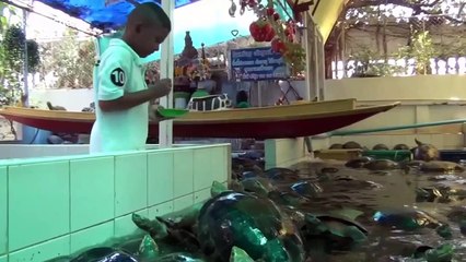 Hundreds of turtles kept in cramped, dry pools at Thai Buddhist temple