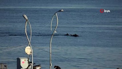 Çanakkale Boğazı'nda yunusların gösterisi...
