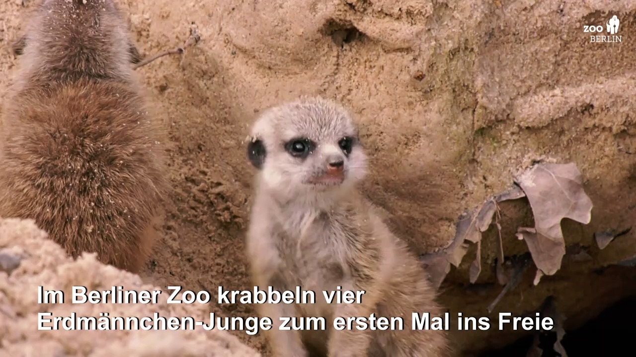 Putziger Erdmännchen-Nachwuchs im Berliner Zoo