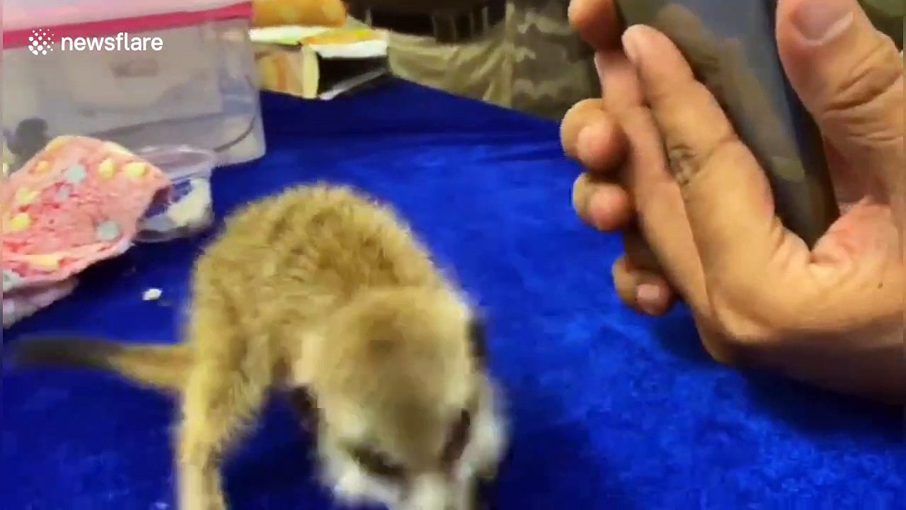 Huge selection of exotic species recovered from...