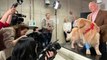 Cet homme achète une annonce du Super Bowl de 6 millions de dollars pour remercier les vétérinaires qui ont sauvé son chien du cancer