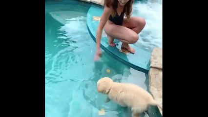 Ce chiot tombe dans l'eau pour la première fois et sa réaction est adorable !