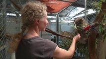 Curan a once koalas afectados por los incendios en Australia