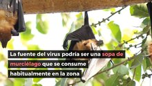 ¿Qué es el coronavirus?