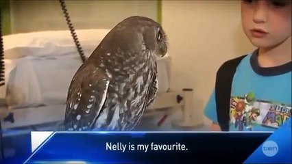 Calm Owl great funny Must watch