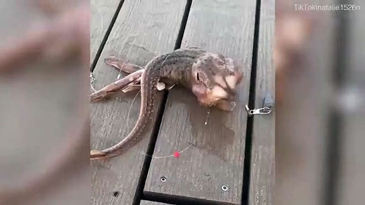 Üç bacaklı yaratık görenleri şoke etti! - İlginç Haberler