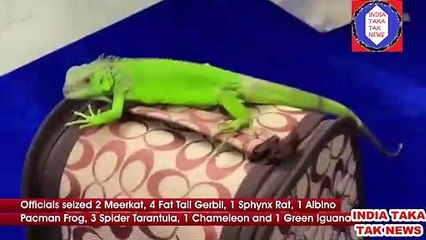 INDIA Chennai Airport Custom Officials Detain Man Carrying Wildlife Species From Bangkok