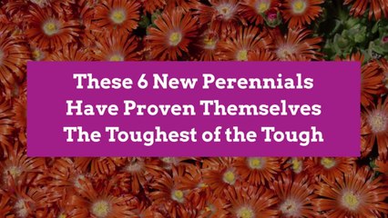 These 6 New Perennials Have Proven Themselves The Toughest of the Tough