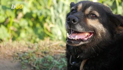 Loving or Just Looking? These May Be Reasons Your Dog Stares at You!