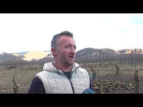 Fermerët presin mollët në Devoll, nuk shiten prej tre vitesh - News, Lajme - Vizion Plus