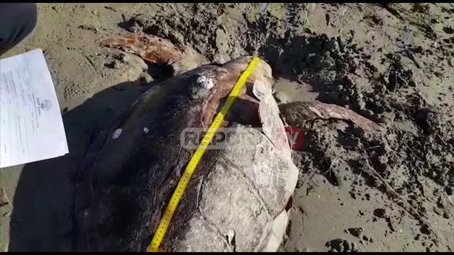 Report TV -Breshka Caretta caretta mbi 100 vjeçare gjendet e ngordhur në bregdetin e Vlorës