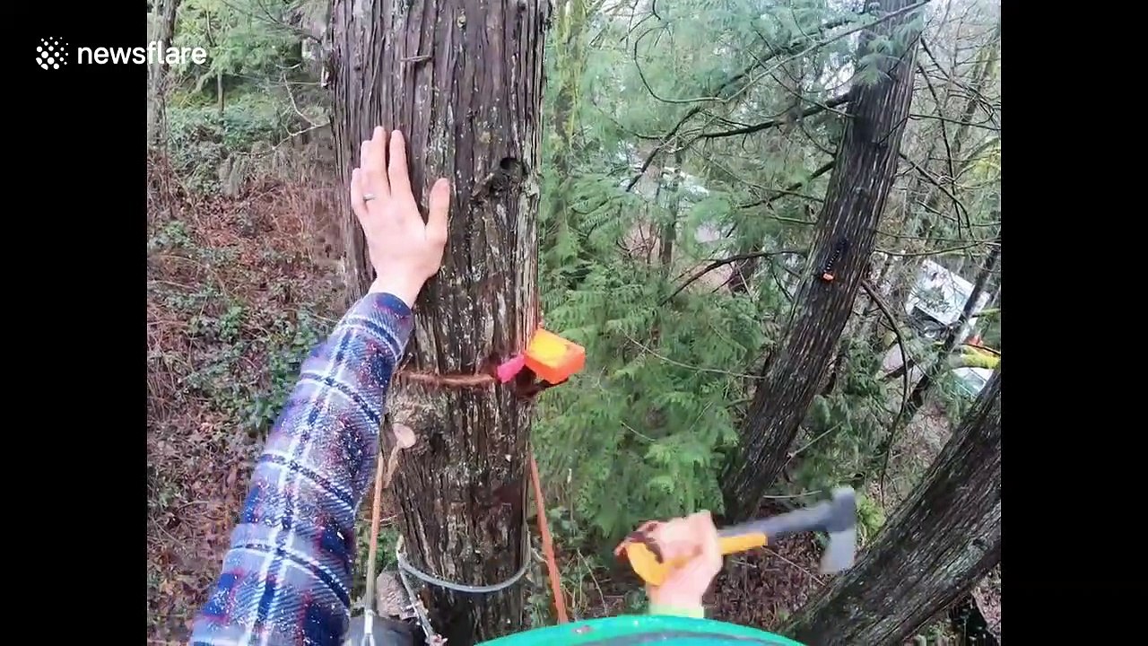 Tree climbing arborist in Washington nearly has a terrifying work accident