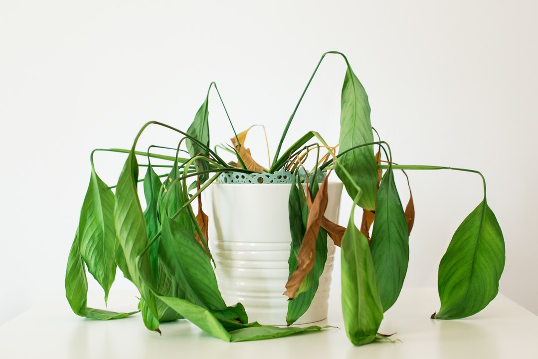 Many Millennials Are More Stressed About Their Houseplants Than a Root Canal