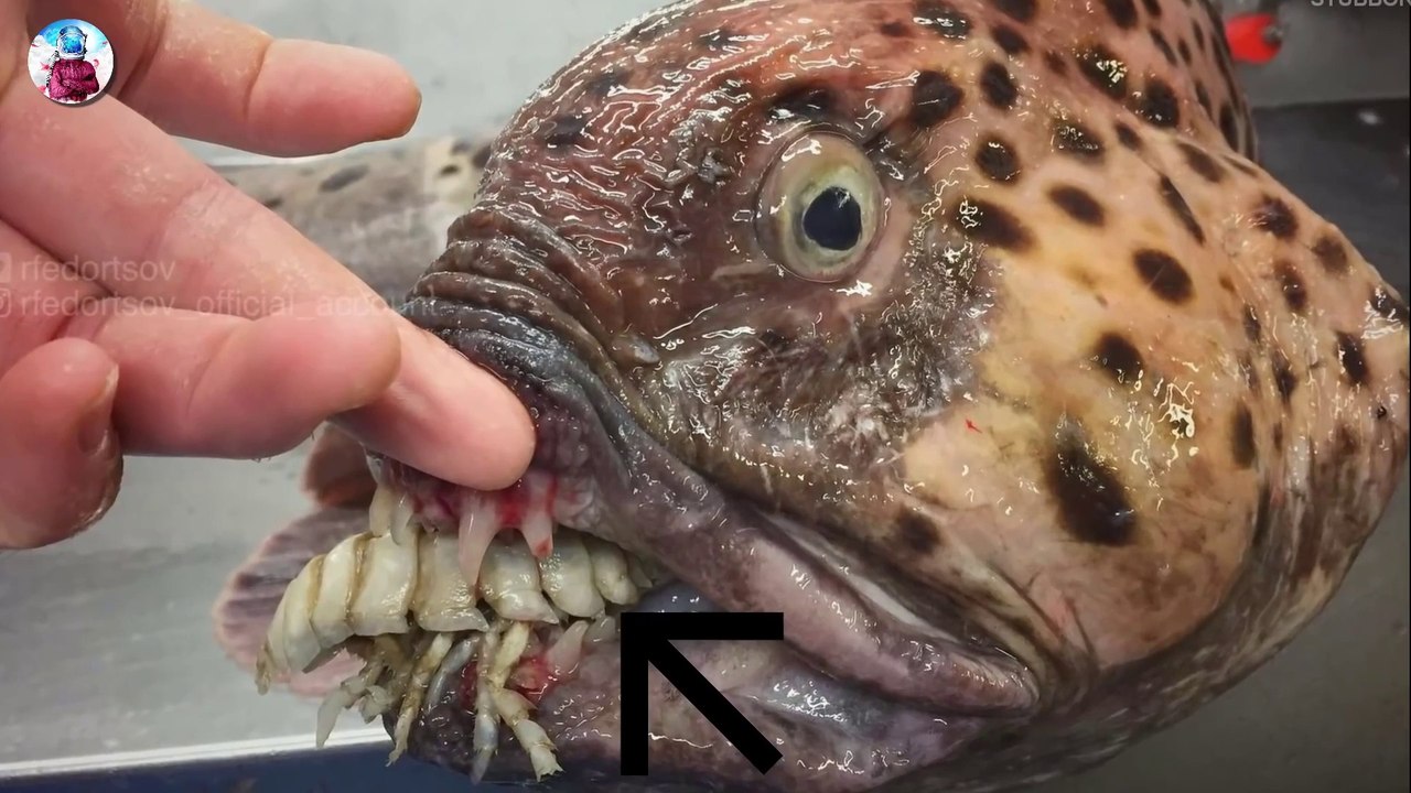 ये 8 जानवर दिखते ही दूर भाग जाना वर्ना गवानी पर सकती है जान | Top Most Unbelievable animals