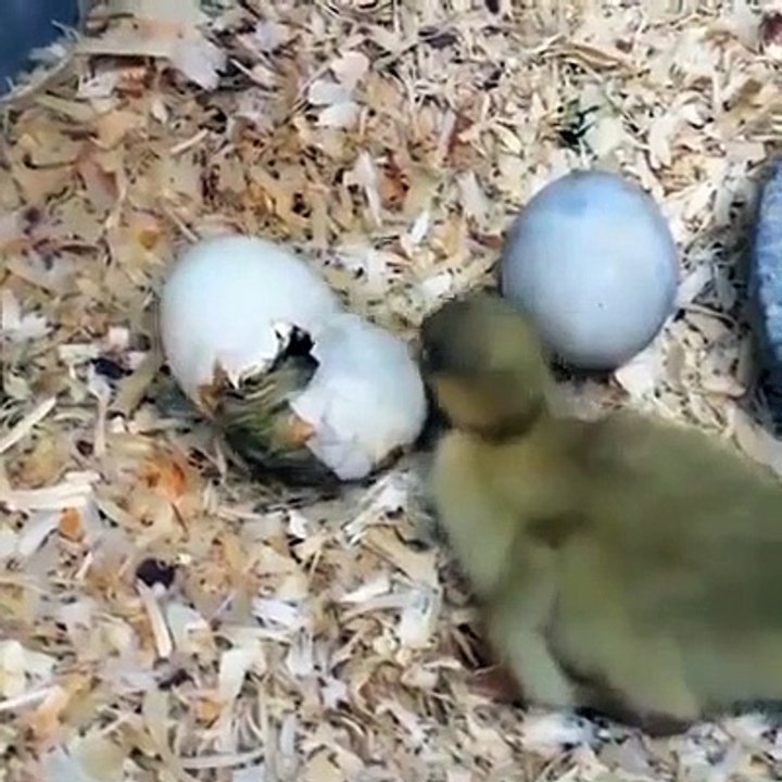 Ce poussin aide son petit frère à sortir de l'oeuf