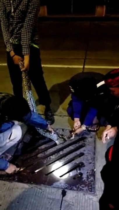 Ils sauvent un énorme python coincé dans une grille d’égout