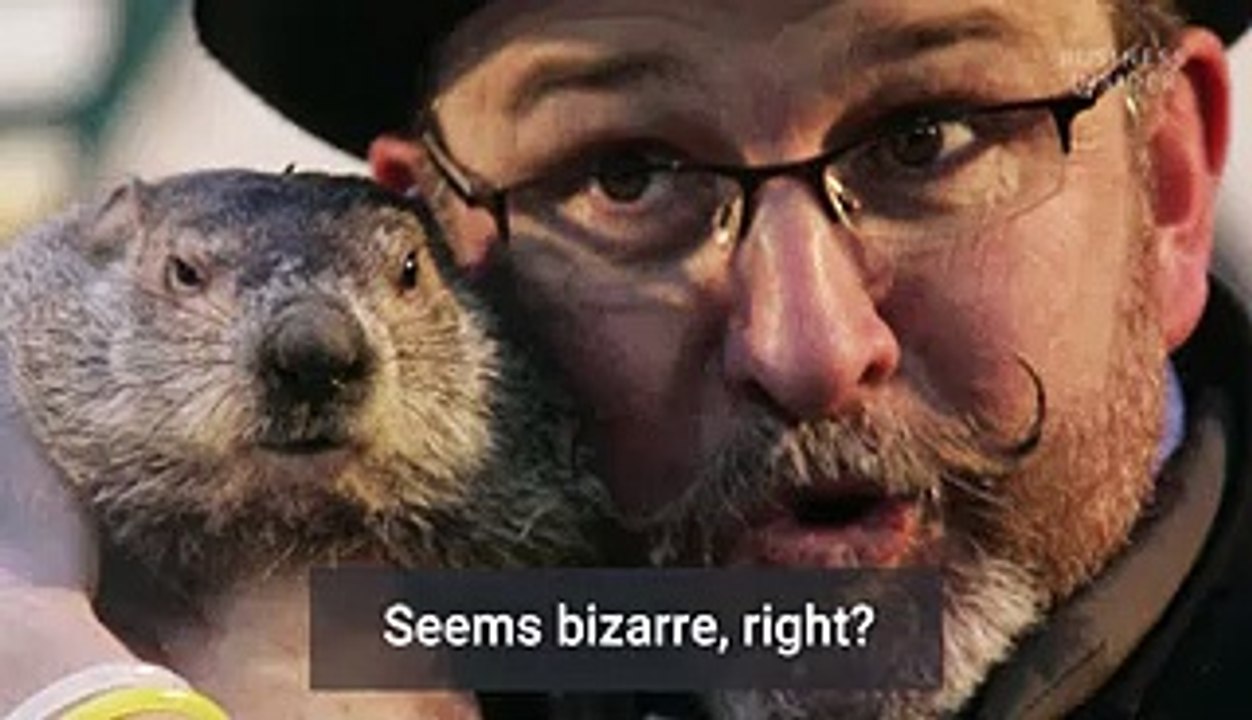 How groundhogs became the go-to animal for predicting the weather