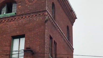 Raccoon Scales Wall in Winter Storm