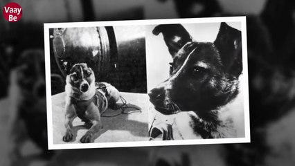 Uzaya Giden İlk Canlı: Köpek Laika’nın Hikayesi