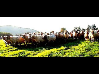 Latajaca Maszyna Do Szycia - Buty zostały zjedzone -1983