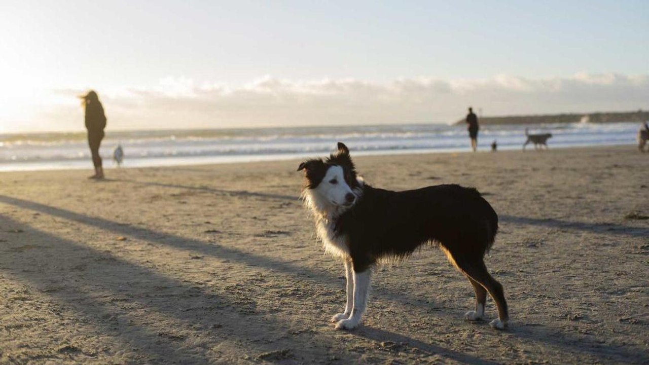 San Diego Is the Best Place for a Dog-friendly Vacation — Here's What to Do With Your Pup While You're There