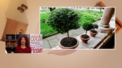 Siempre verde | La poda de las plantas  - Nex Panamá