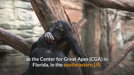 Showbiz apes find peace through painting in Florida retirement
