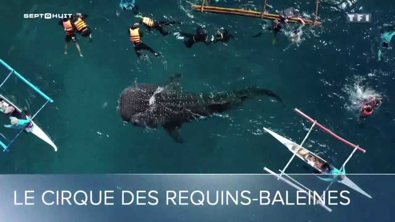 Le cirque des requins baleines - 26/01/2020