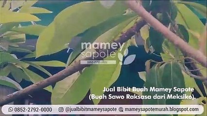 SALE!!! +62 852-2792-0000, Bibit Mamey Sapote Termurah