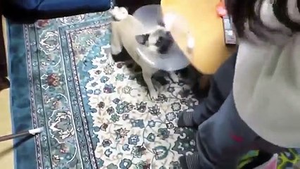 TOP 10 dog barking videos compilation 2016 ♥ Dog barking sou