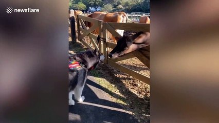 Husky gets a fright when cow kisses him