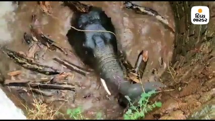 વૈજ્ઞાનિક આર્કિમિડીઝના સિદ્ધાંતને આધારે સૂકાયેલા કૂવામાં પાણી ભરીને હાથીનાં બચ્ચાંનું રેસ્ક્યૂ કરવામાં આવ્યું