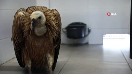 Ateşli silahla vurulan kızıl akbaba koruma altına alındı