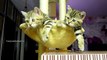 The best Funny Playing Cats and Dancing Kittens Compilation - Funny cats -  Try not to laugh !
