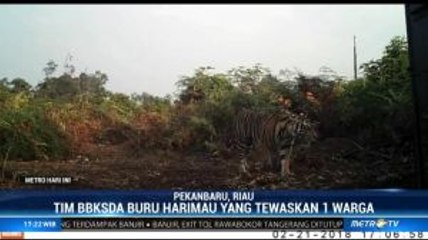 BBKSDA Masih Memburu Harimau yang Tewaskan Warga di Riau