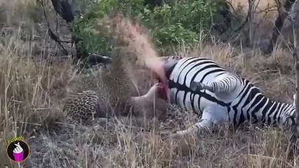 Tertipu! Awalnya Dikira Kuda Beneran, Ketika Dimakan Lihat Yang Dialami Macan Tutul Ini