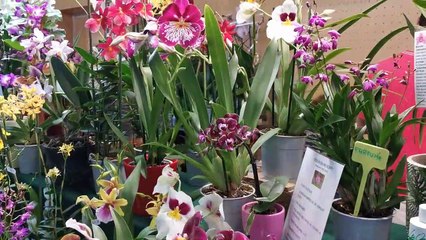 Vergèze : salon international de l'orchidée les 1er et 2 février 2020