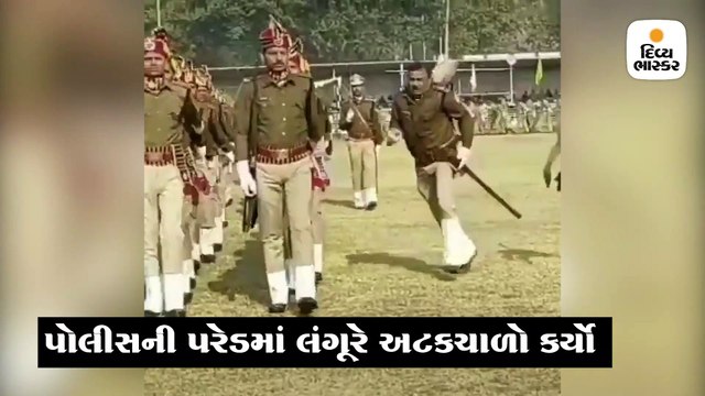 પોલીસને લંગૂરે ધક્કો મારી હચમચાવી દીધો,અધિકારીએ કહ્યું,આવી પરેડ કરો તો ઉસ્તાદ પણ આવું જ ઈચ્છે