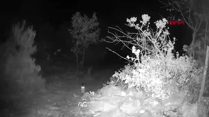 Tokat'ta yaban kedisi fotokapanla görüntülendi