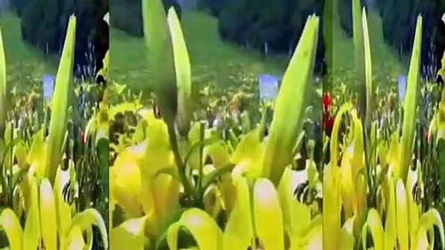 Ağlasam mı Gülsem mi Müzik İLGÜN SOYSEV sözler AYNUR AVCI.