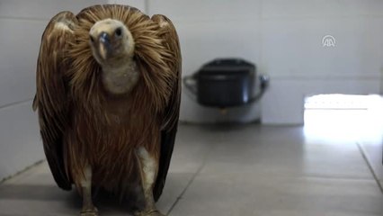 Denizli'de yaralı bulunan kızıl akbaba, tedavi altına alındı