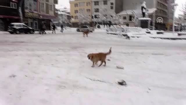 Sokak hayvanları için barınma alanlarına mama bırakıldı