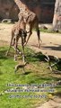 Une girafe enlève une branche sur la tête d'une gazelle