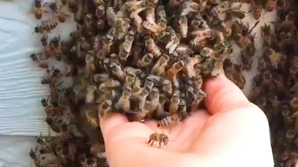 How a professional beekeeper removes hives from homes