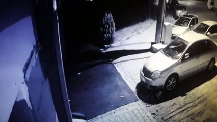 SİVAS - Kedi ölümlerine sokak köpeklerinin neden olduğu değerlendiriliyor