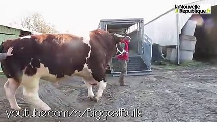 Heaviest Bull In The World _ 1950kg Bull named Fetard _ Rouge des Pres breed