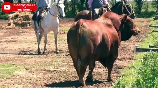 Magnificent Brangus bulls from Argentina _ Toro Brangus