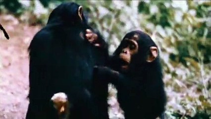 Birds Do It, Bees Do It (1974) - Trailer