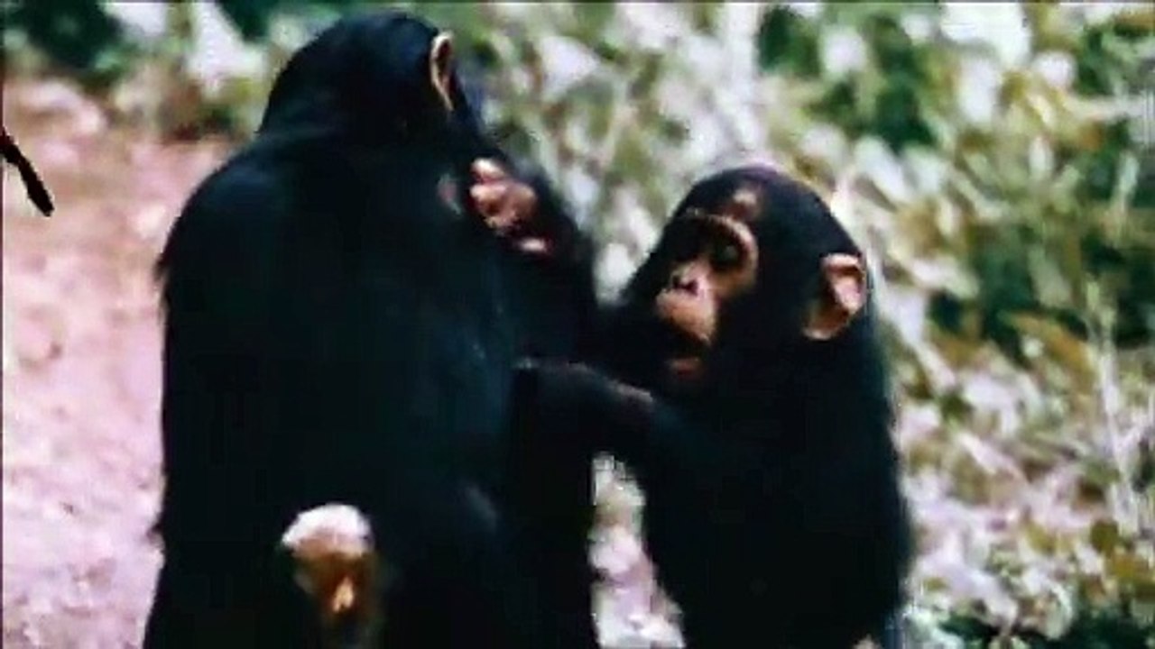 Birds Do It, Bees Do It (1974) - Trailer